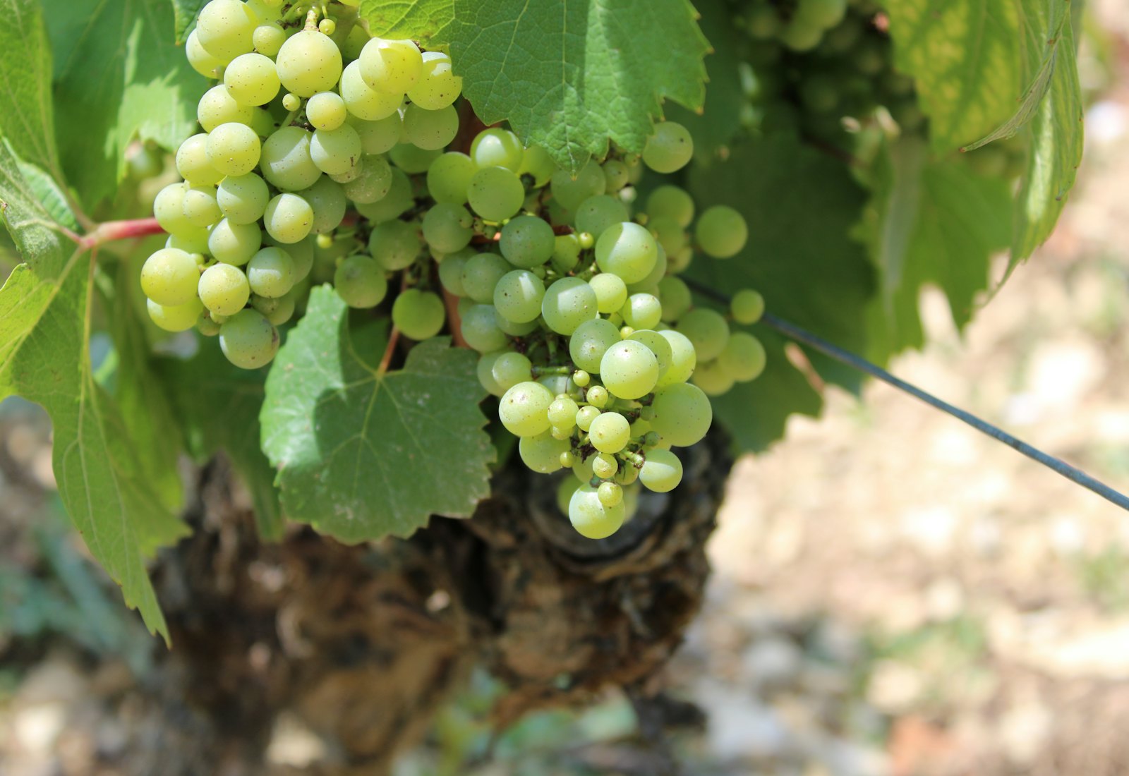 Racimo verde y hojas de vid, superficie foliar donde se desarrolla el mildiu