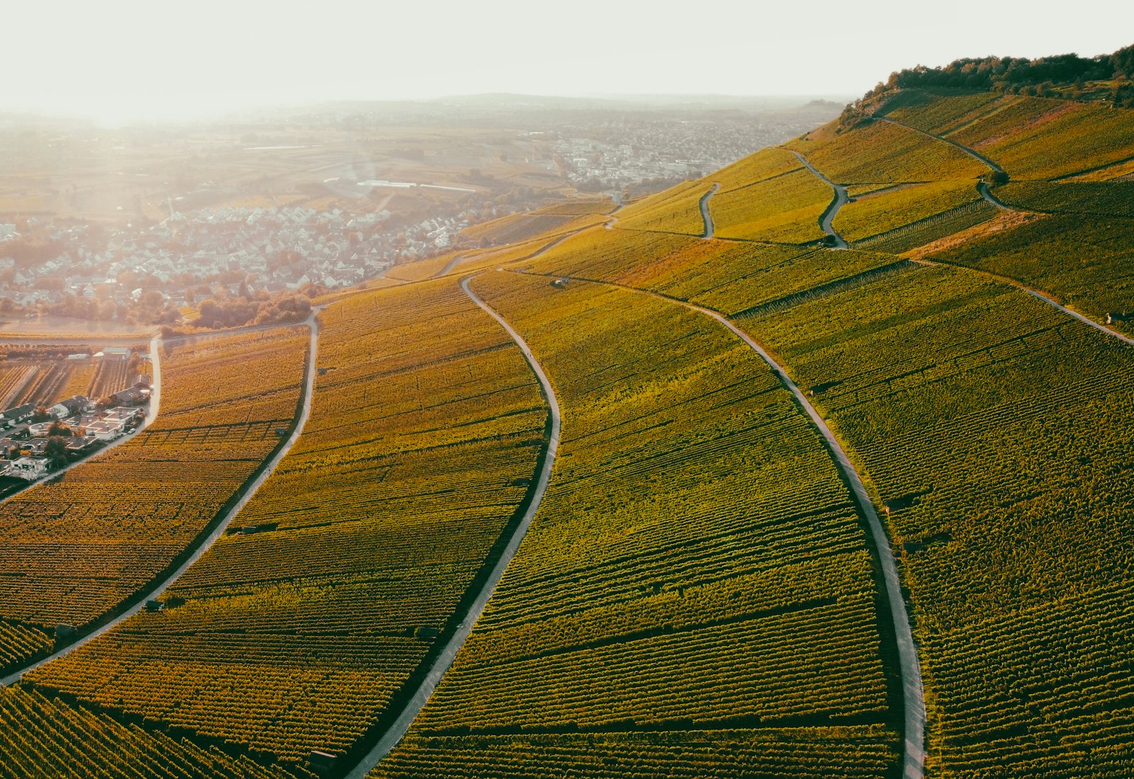 Vista aérea de un viñedo al atardecer para agricultura de precisión